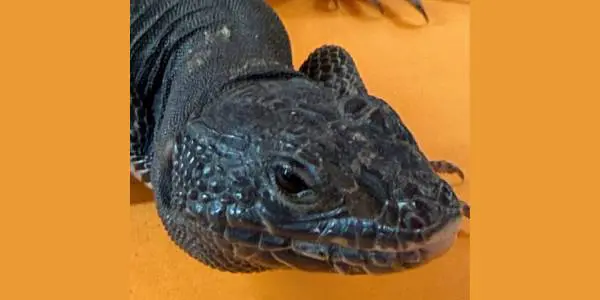 Melanistic Lacertas